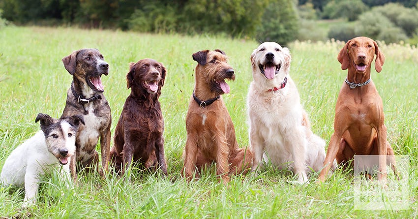 Dog Coats