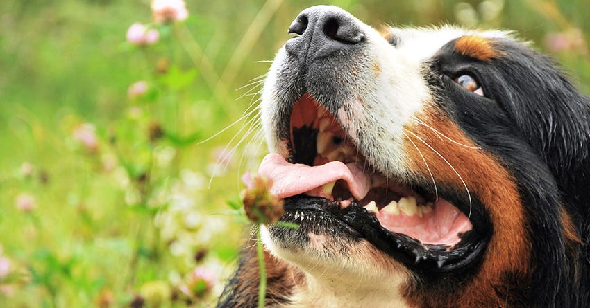 What is holistic pet health care?