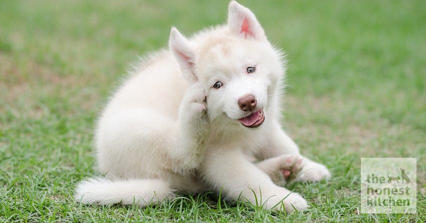Ear Mites: What Are They, and How Do I Get Rid of Them?