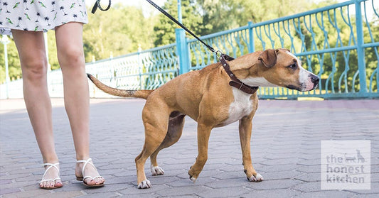 Leash Aggression: How to Curb Feisty Behavior