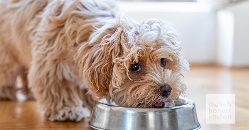 Healthy Dog Food for Smaller Breed Dogs