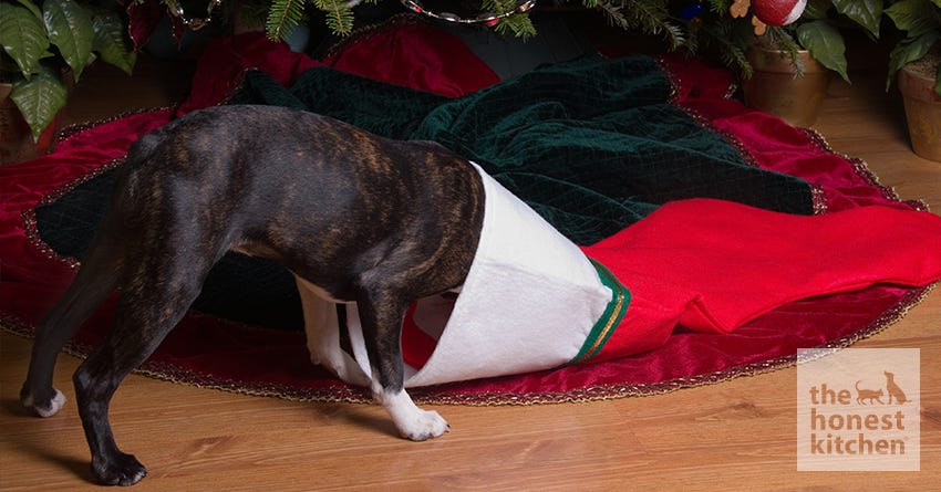What to Put in Your Pet’s Stocking