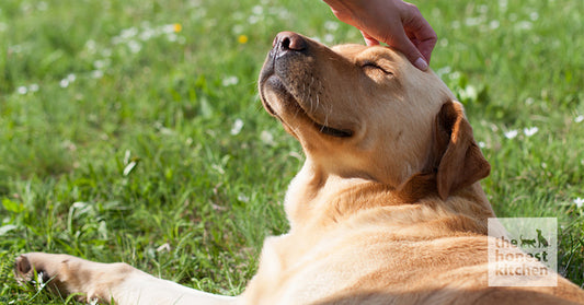Happy Paws and Itch-Free Days: Top Dog Food That Helps With Itching