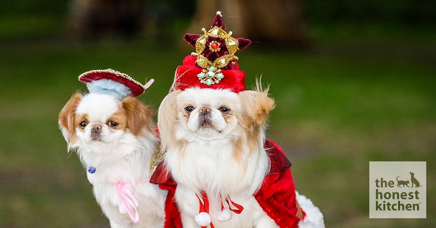 Japanese Chin with Crowns
