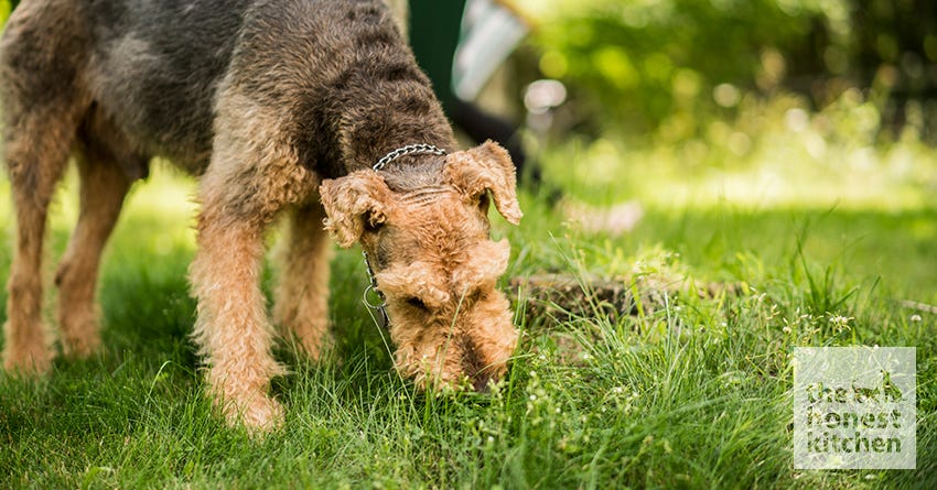 Dog Eating Grass