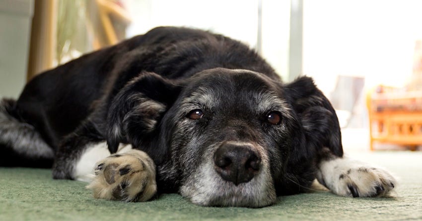 Pet Cancer Awareness Month: Know the Signs