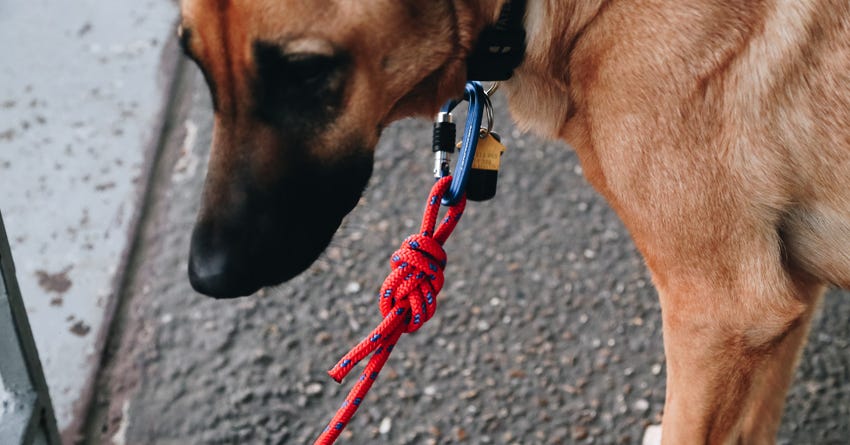 DIY Climbing Rope Dog Leash