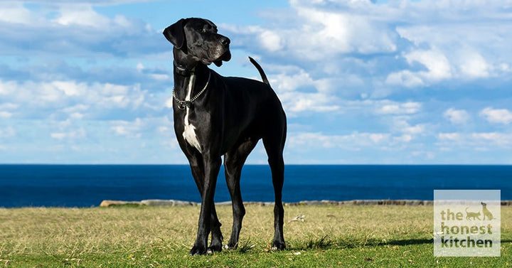 Tall Great Dane