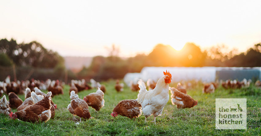 GAP Certification: What Pet Owners Should Know