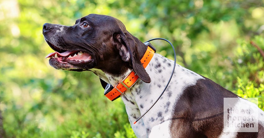 GPS dog collar