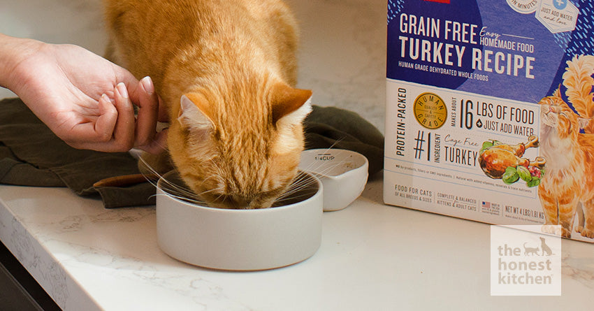 The Cat Lover’s Guide to Human Grade Cat Food