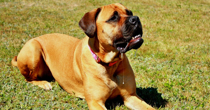Meet Sophie: A Bull Mastiff With Formerly Debilitating Food Allergies