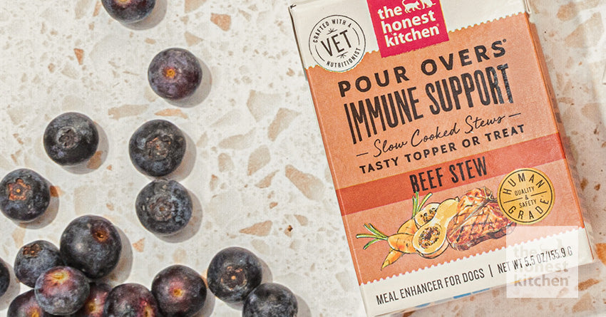 Immunity Boosters for Dogs: The Best Ways to Keep Your Pup Healthy ...