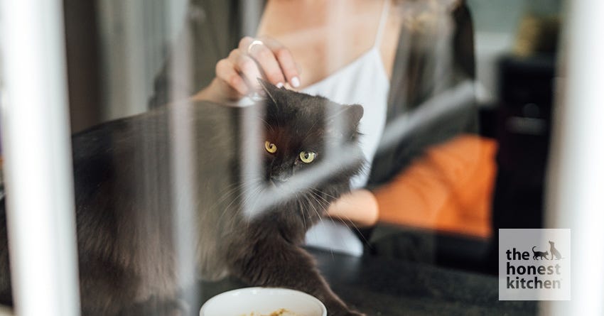 6 Diet Recommendations for Indoor Cats