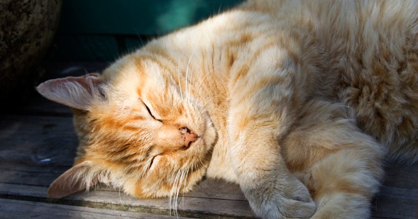8 Tips for Feeding Senior Pets