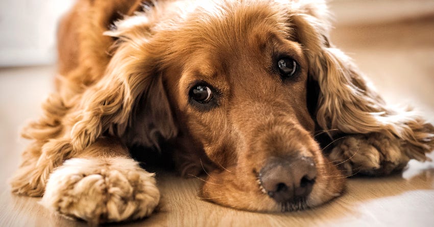 Help! My House-Trained Dog is Having Accidents