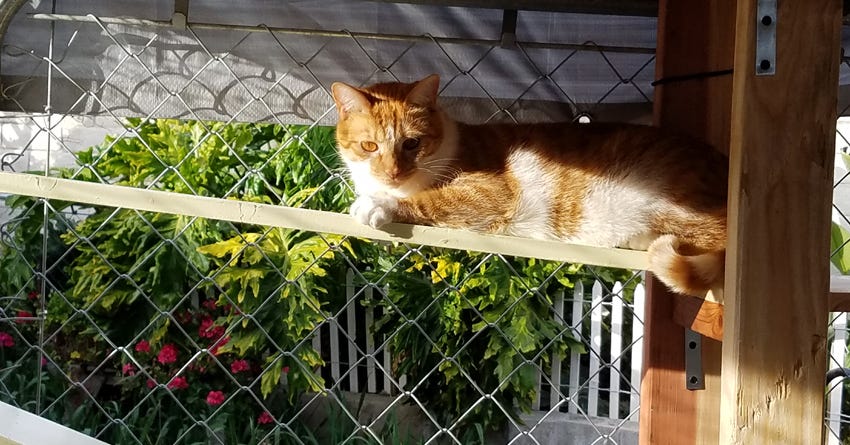 Q&A with Feral Cat Expert Liz Palika