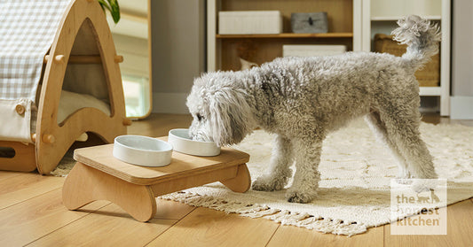 Does Your Dog Need Low-Fat Dog Food?