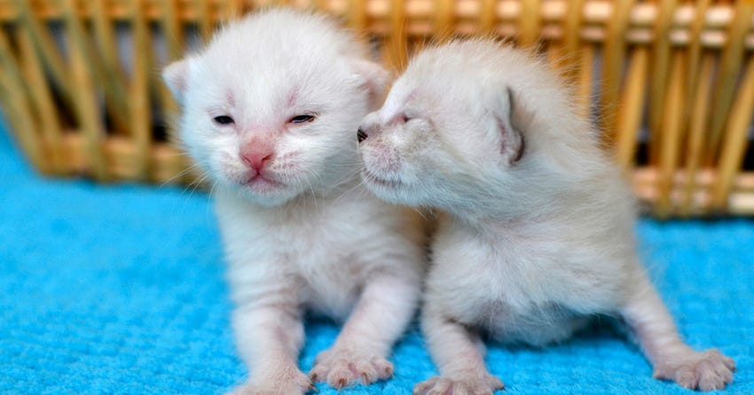 What to Do If You Come Across a Newborn Kitten or Puppy