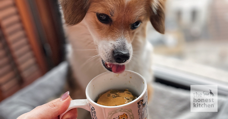 Mug Cake for Dogs