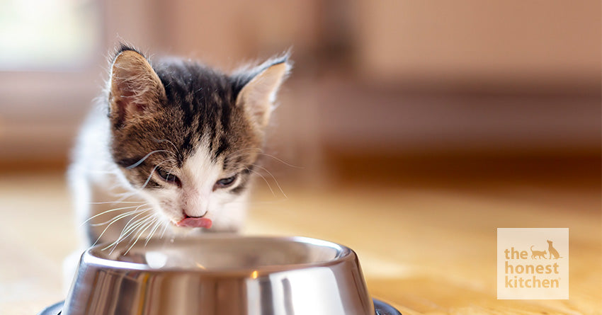 The Truth Behind Natural Kitten Food