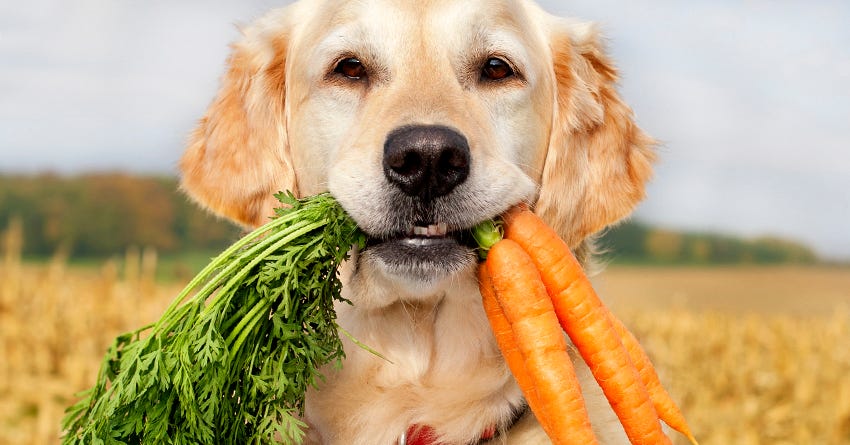 Superfoods for Dogs: Which Ones Are Good and Bad?