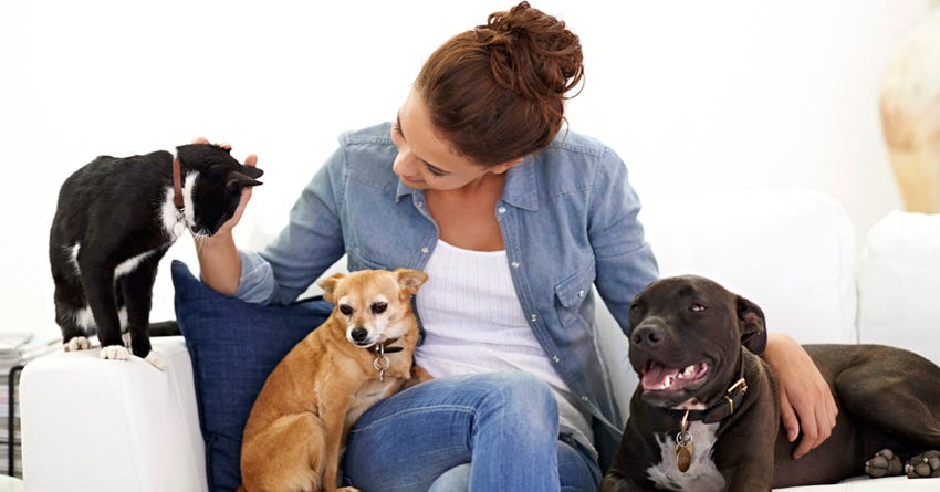 6 Things to Remember When Hiring a Pet Sitter