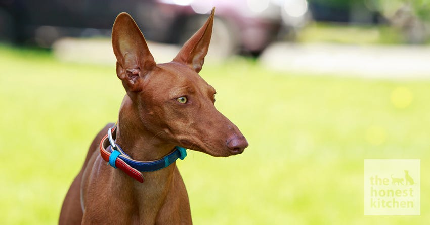 Pharaoh Hound