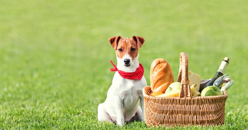 Tips for a Picnic with Your Dog