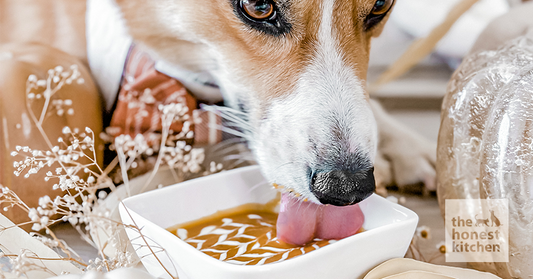 Delicious Pumpkin Bisque for Dogs