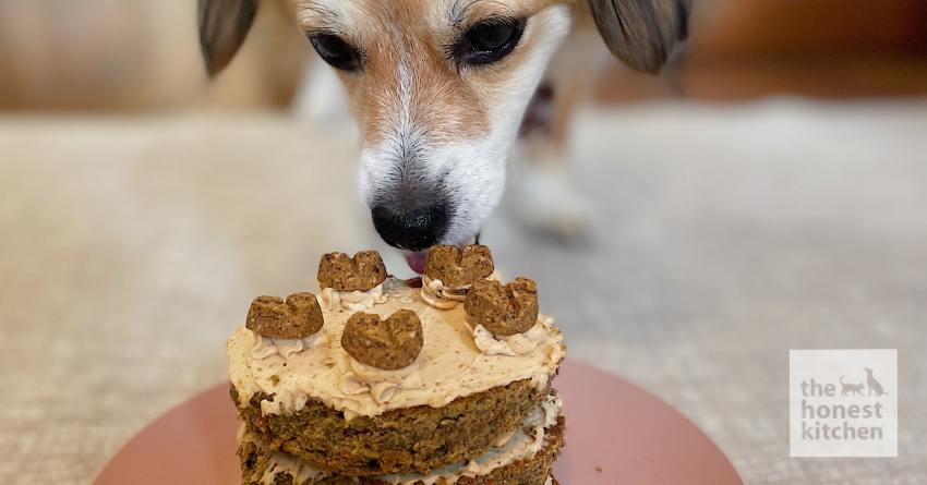 Peanut Butter Cake For Dogs Recipe