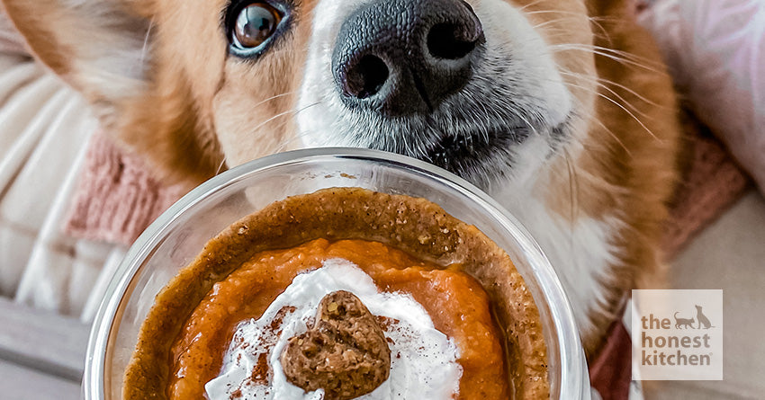 Mini Pumpkin Pies for Dogs (No Bake)