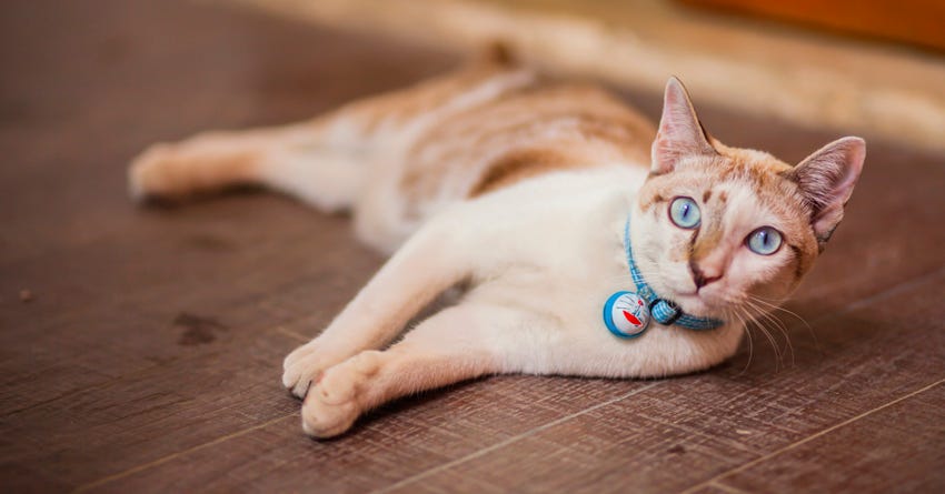 How to Pick a Cat at the Shelter