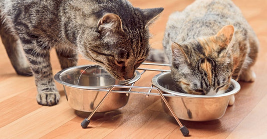 7 Fascinating Facts about Cat Nutrition