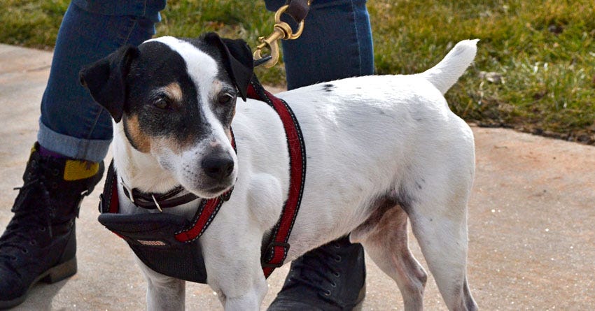Meet Roscoe: A Formerly Overweight Jack Russell Terrier with Skin Problems