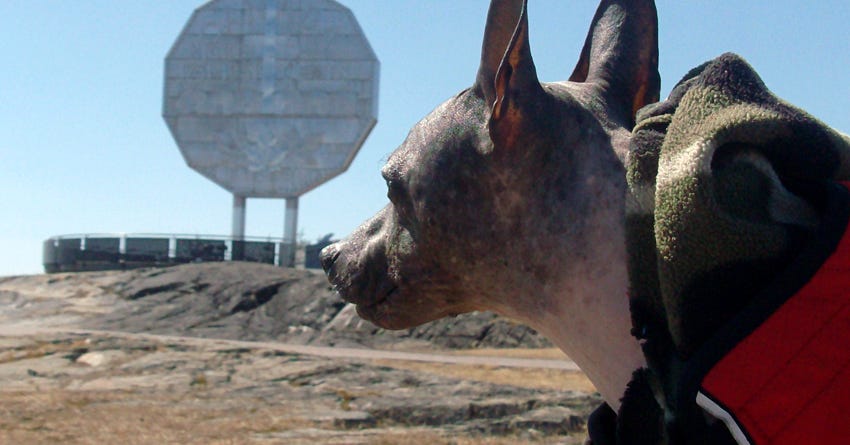 What You Need To Know About Hairless Dogs
