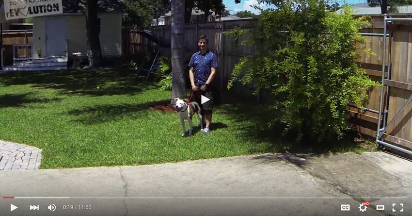 Screenshot of Youtube Video about dogs