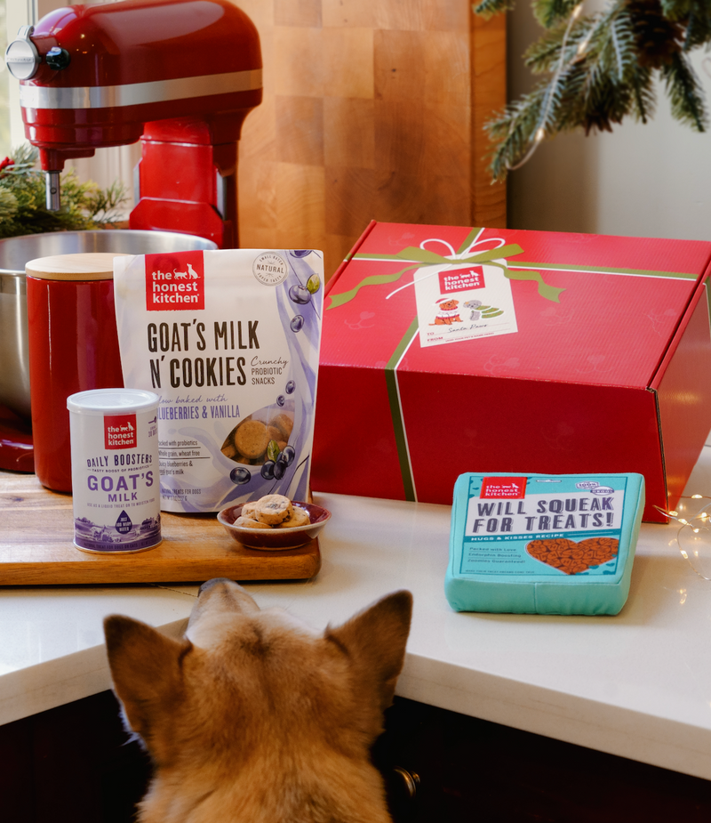Dog looking at dog-friendly cookie treats and goat's milk in Santa Paws bundle
