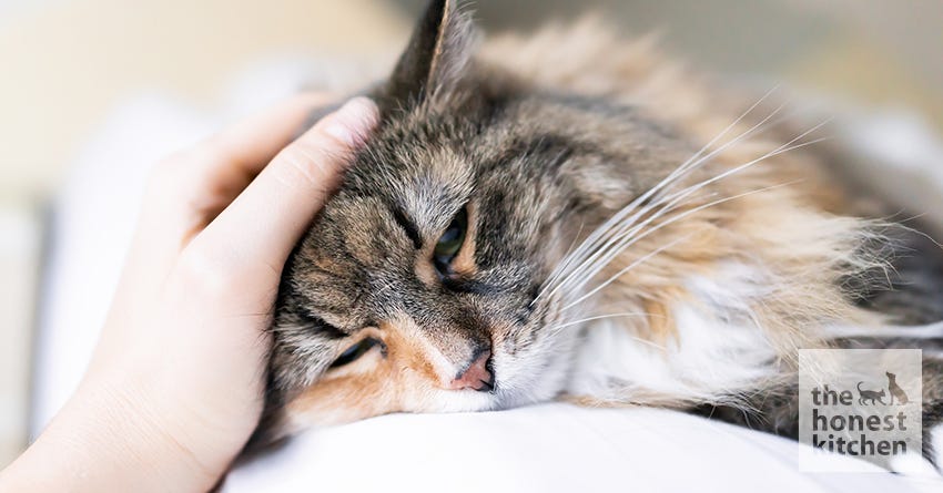 Cats with the Flu