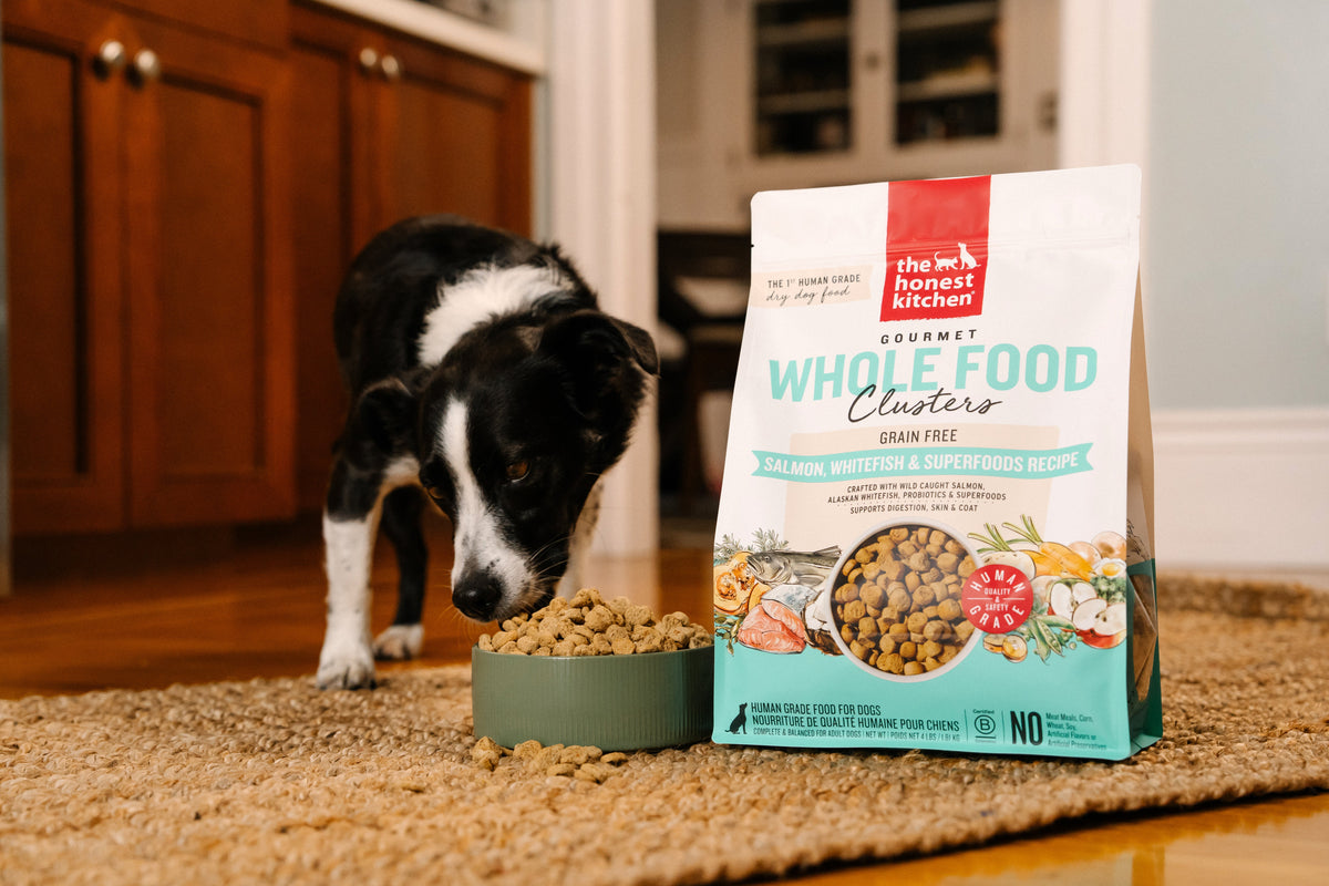 Dog eating the honest kitchen whole food clusters fish recipe