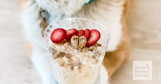 Rice Pudding for Dogs