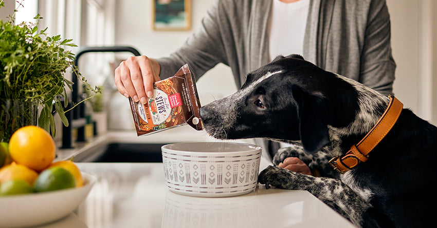 Black and white dog with paws on counter licking a box of The Honest Kitchen's wet foods as it's being poured into a bowl.