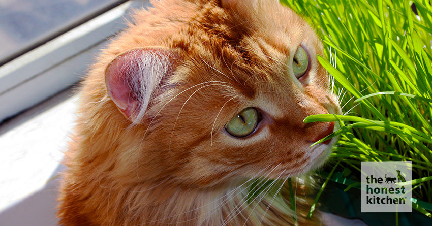 Why Do Cats Eat Grass? Is It Safe?