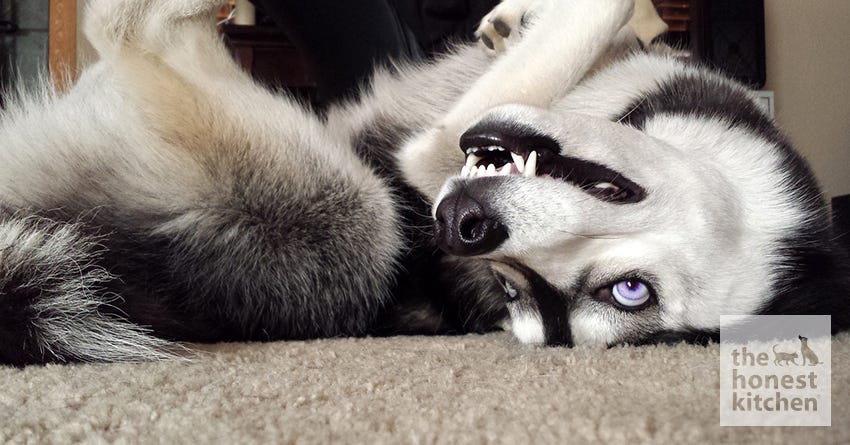 What To Know Before You Get An Arctic Breed