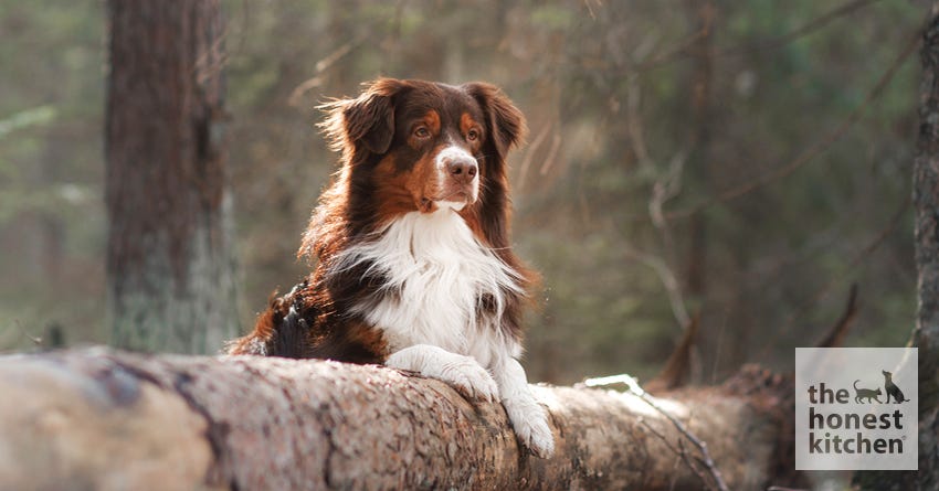 australian shepherd