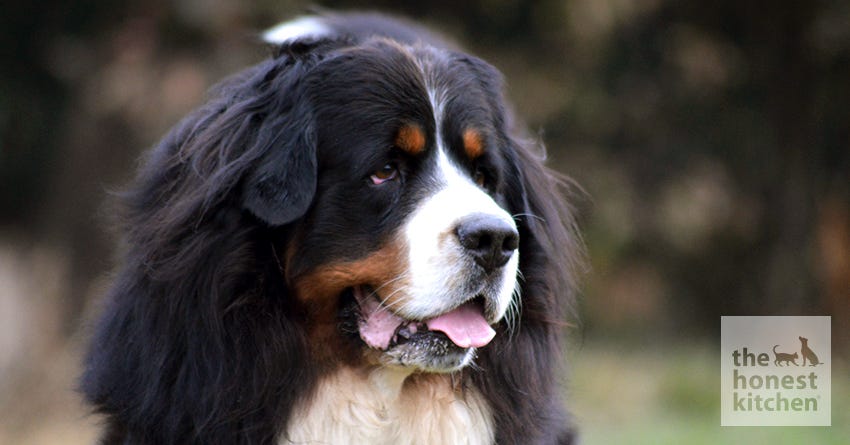 bernese mountain dog
