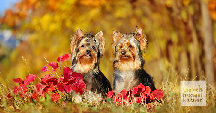 Two healthy and well-groomed Yorkshire Terriers sitting next to each other on the ground near bright red leaves.  
