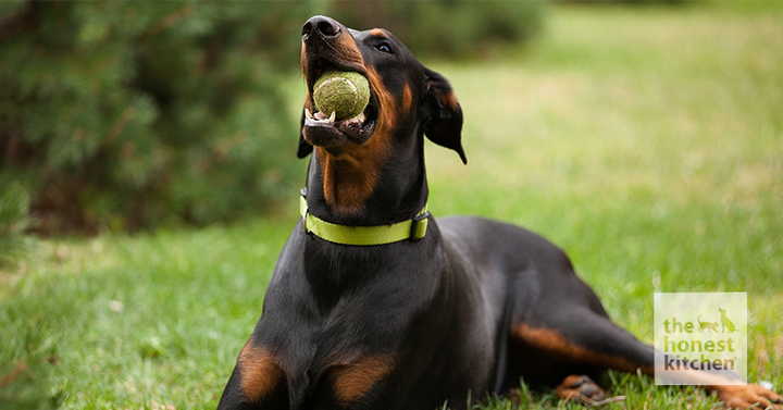 Best Dog Food for Dobermans: Comprehensive Feeding Guide and Nutrition Tips