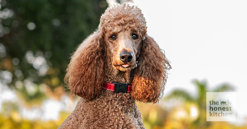 A Quick Guide To Choosing the Best Dog Food for Poodles