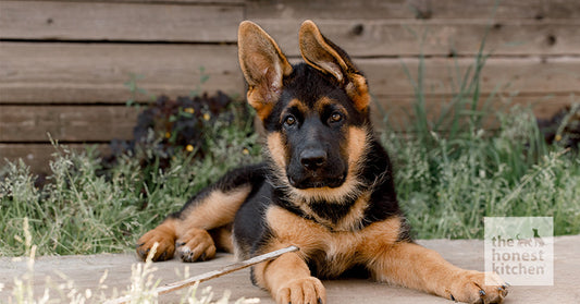 What To Look for in the Best Puppy Food for Large Breeds